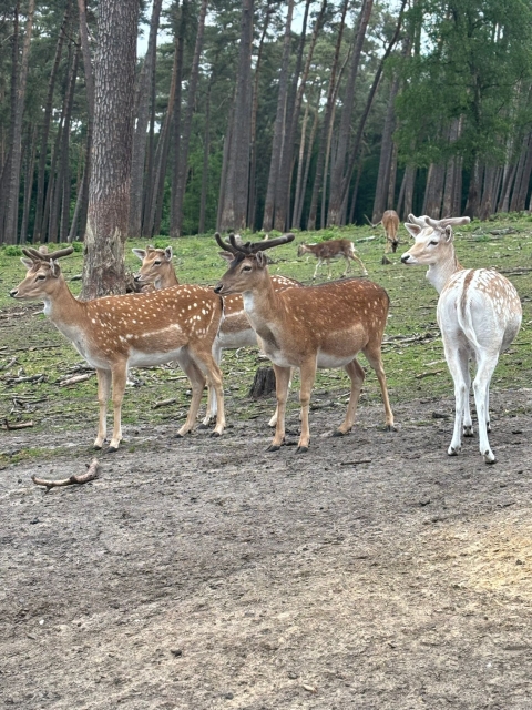 2025 05 27 Primarstufenausflug Hamm 004